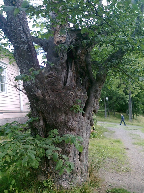ontto_vuorijalava